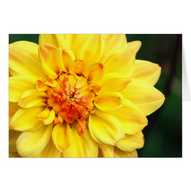 Yellow Dahlia Cards (Front Horizontal)