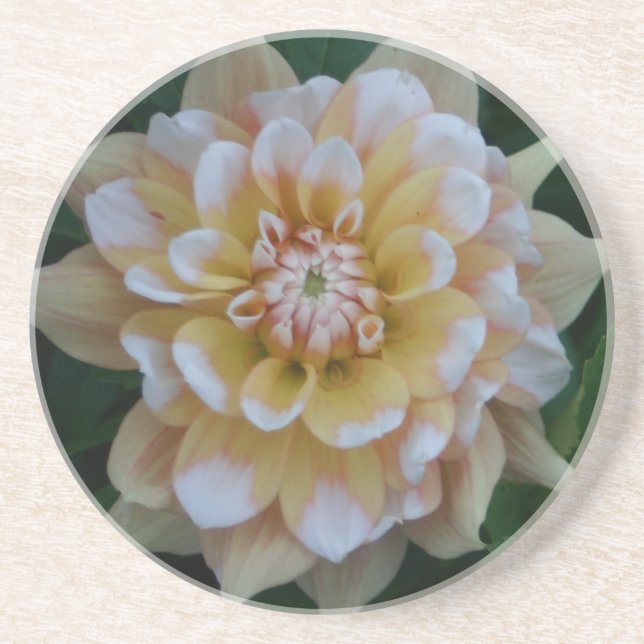 Yellow dahlia flower blossom sandstone coaster (Front)