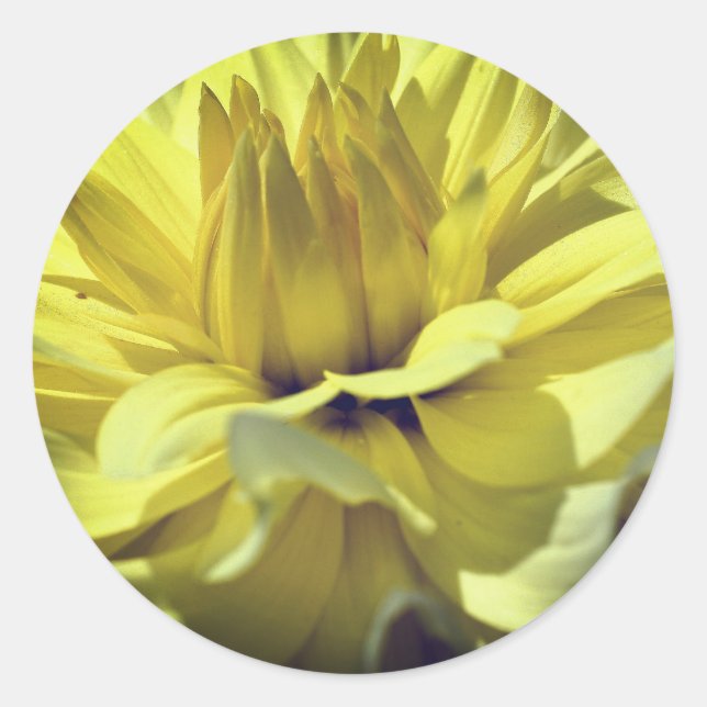 Yellow Dahlia Flower Classic Round Sticker (Front)