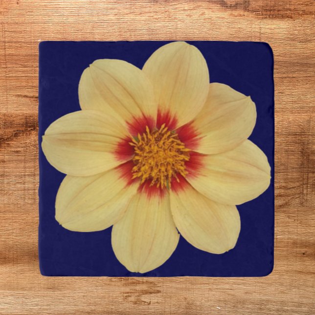 Yellow Dahlia on Blue Floral Trivet (In Situ)