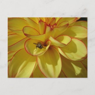 Yellow Dahlia with Pink Border DIY Postcard