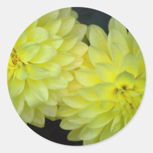 Yellow Dahlias Classic Round Sticker