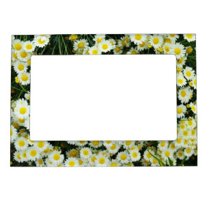 Yellow Dainty Daisy Flower Buttons, Magnetic Frame
