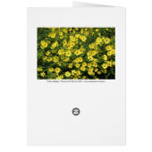 Yellow Daisies (Back)