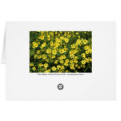 Yellow Daisies (Back Horizontal)