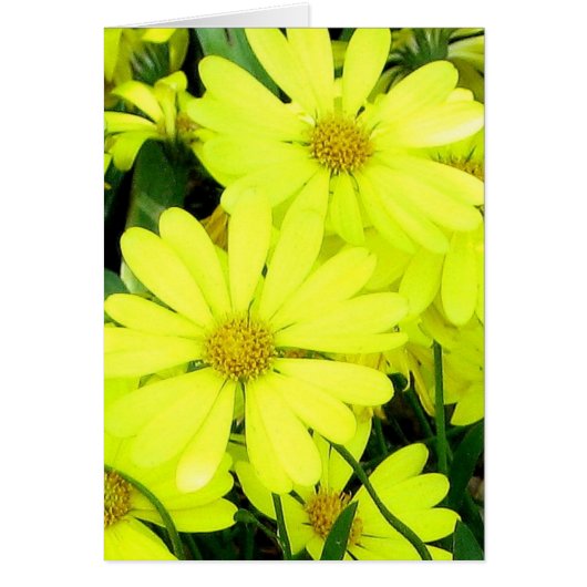 Yellow Daisies Cards (Front)