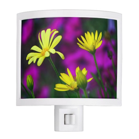 Yellow Daisies in a Bed of Purple Night Light (Front)