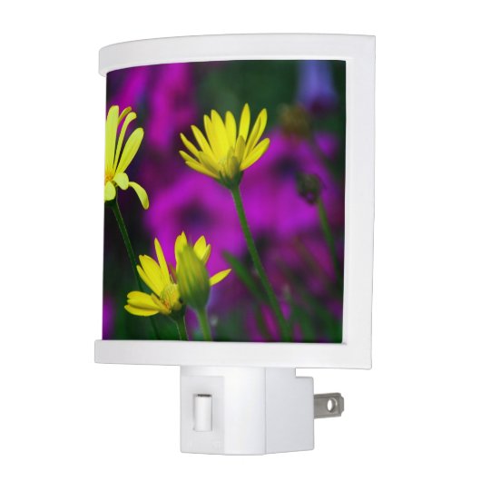 Yellow Daisies in a Bed of Purple Night Light (Left)