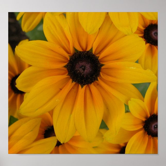 yellow daisies poster (Front)