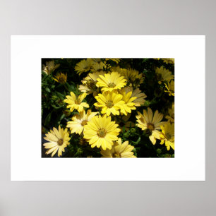 Yellow Daisies Poster