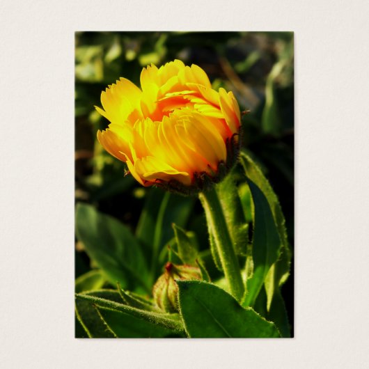 yellow daisy (Front)