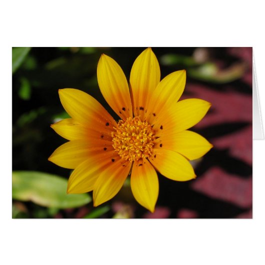 Yellow Daisy (Front Horizontal)