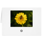 Yellow Daisy and Bee Cards (Back Horizontal)