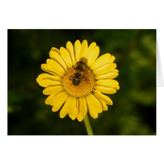 Yellow Daisy and Bee Cards (Front Horizontal)