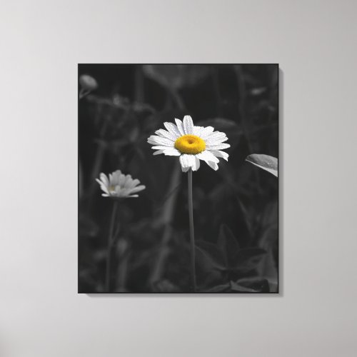 Yellow Daisy Black and White Flower Photo Canvas Print