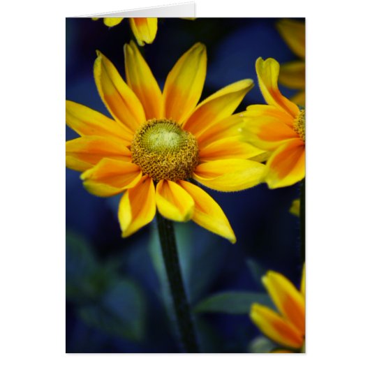 Yellow Daisy Cards (Front)