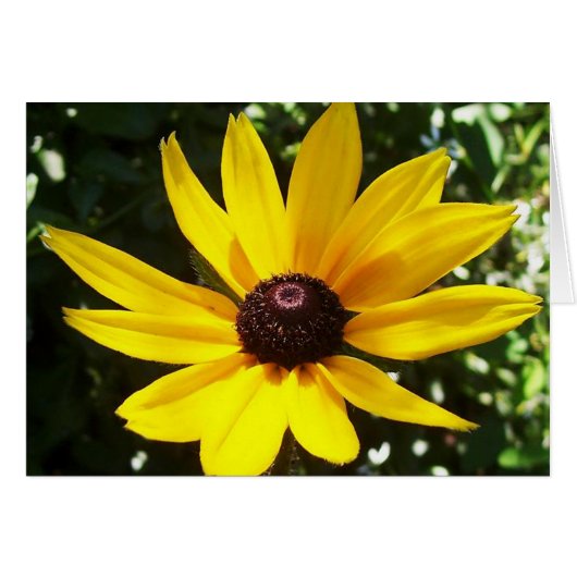 Yellow Daisy Cards (Front Horizontal)