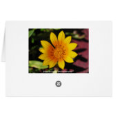 Yellow Daisy Cards (Back Horizontal)