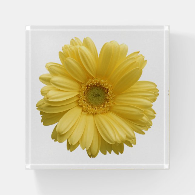 Yellow Daisy Flower Paperweight (Front)