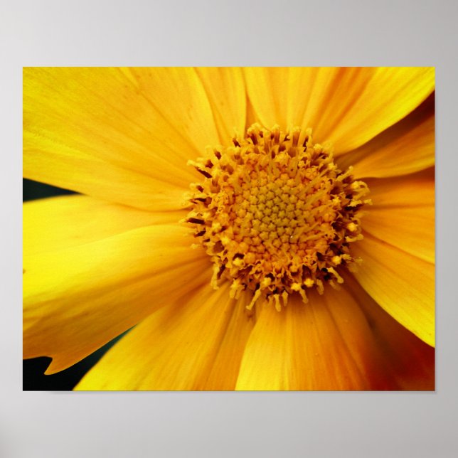 Yellow Daisy Flower Petals And Center Close Up Poster (Front)