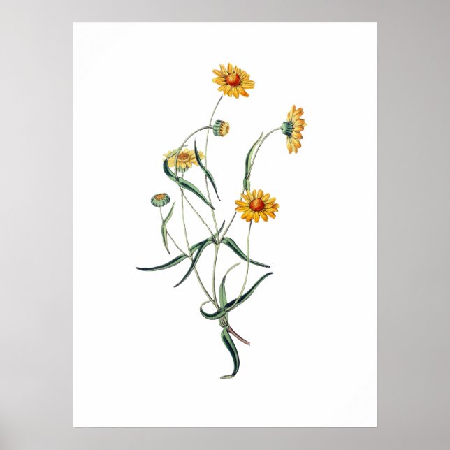 Yellow Daisy Flower Vintage Botanical Illustration Poster (Front)