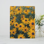 Yellow daisy garden flowers. (Standing Front)