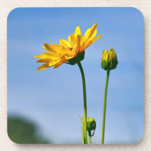 Yellow Daisy Helenium Beverage Coaster
