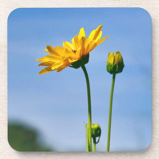 Yellow Daisy Helenium Beverage Coaster (Front)