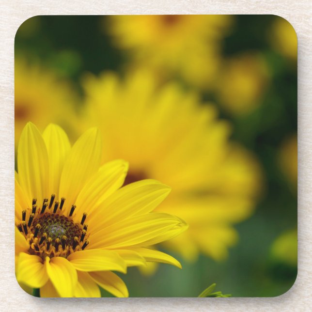 Yellow Daisy Helenium Beverage Coaster (Front)