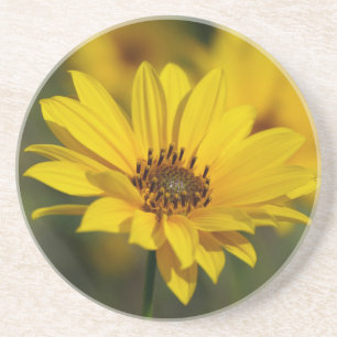 Yellow Daisy Helenium Coaster