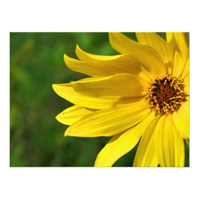 Yellow Daisy Helenium Photo Print (Front)