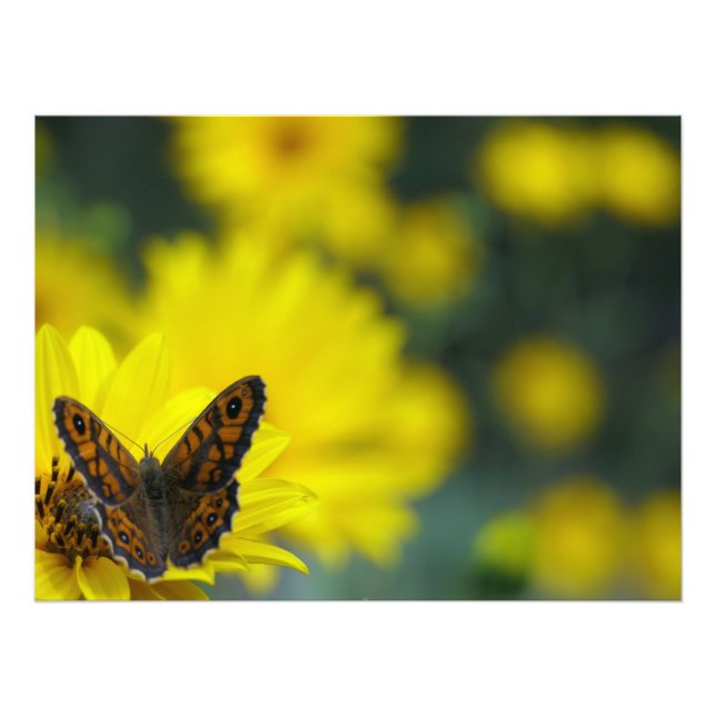 Yellow Daisy Helenium Photo Print (Front)
