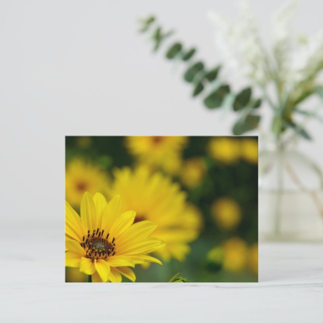 Yellow Daisy Helenium Postcard (Standing Front)
