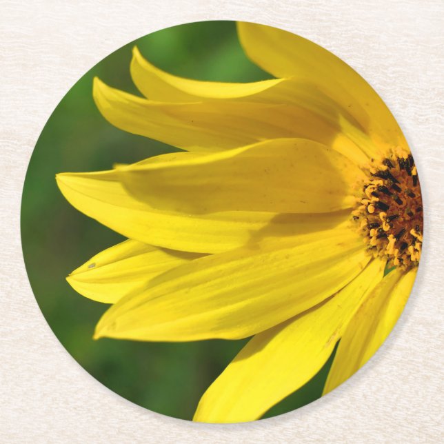 Yellow Daisy Helenium Round Paper Coaster (Front)