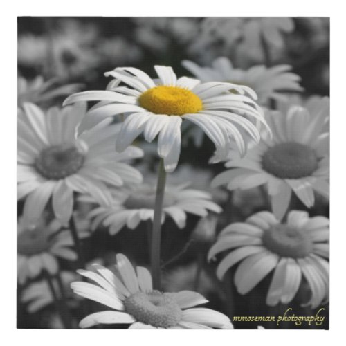 Yellow daisy in a sea of black and white daisies faux canvas print