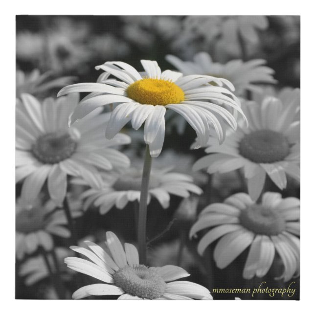 Yellow daisy in a sea of black and white daisies. faux canvas print (Front)