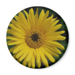Yellow Daisy Magnet