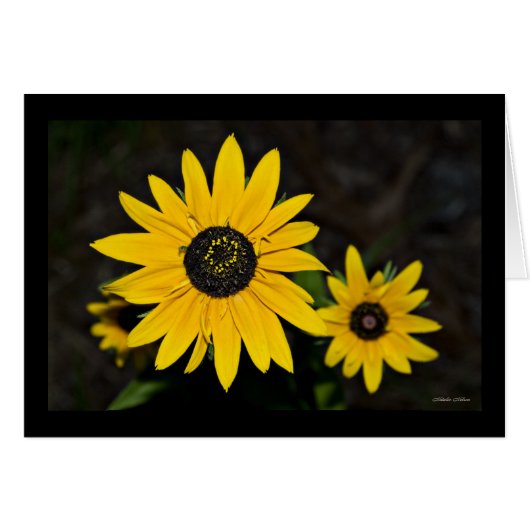 Yellow Daisy Pop Cards (Front Horizontal)