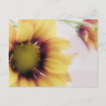 Yellow Daisy Postcard by AJsGraphics at Zazzle