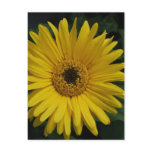 Yellow Daisy Postcard
