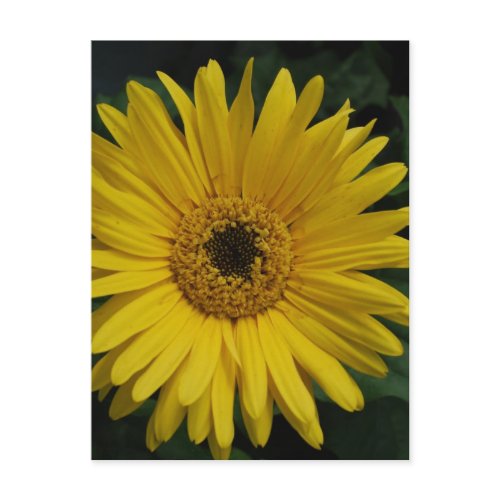 Yellow Daisy Postcard