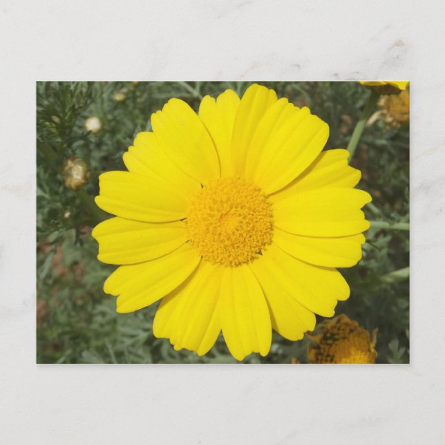 Yellow Daisy postcard, customize Postcard (Front)