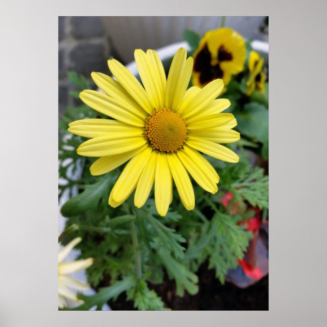 yellow daisy poster (Front)