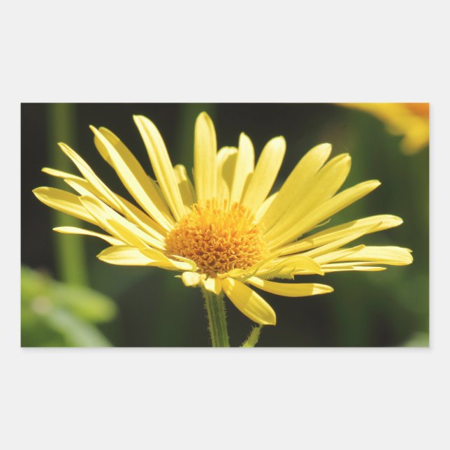 Yellow Daisy Rectangular Sticker (Front)