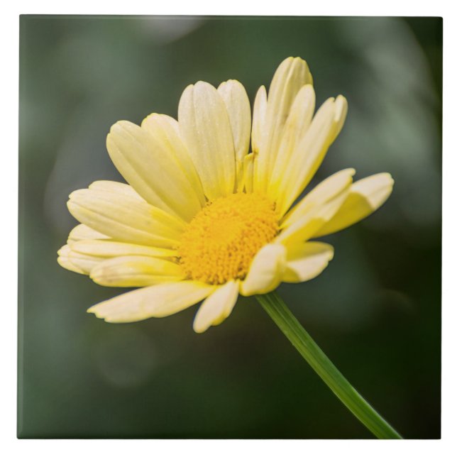 Yellow daisy view ceramic tile (Front)