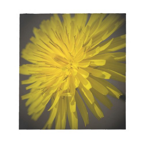 yellow dandelion in the meadow notepad