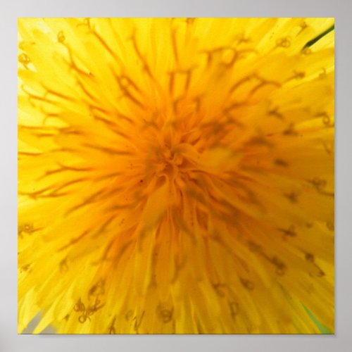 Yellow dandelion poster