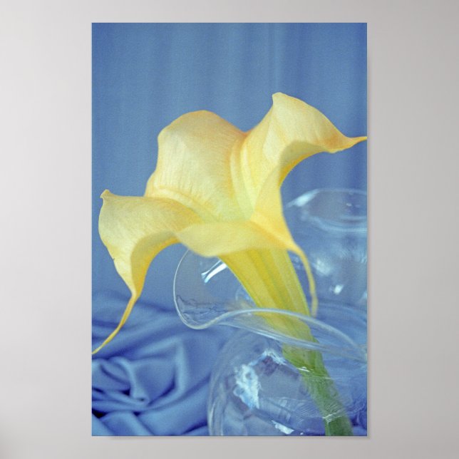 Yellow Datura Flower Wall Art Print Poster (Front)