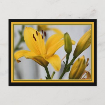 Yellow Day Lillies Postcard by sharpcreations at Zazzle