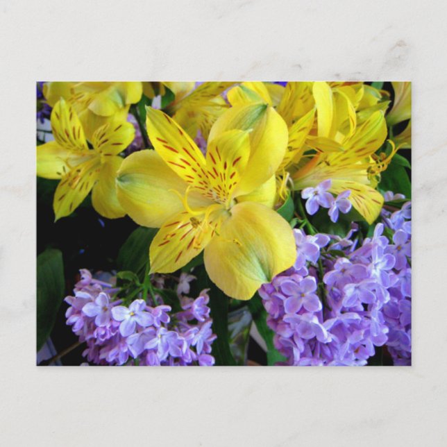 Yellow Daylilies & Purple Lilac Flowers Postcard (Front)